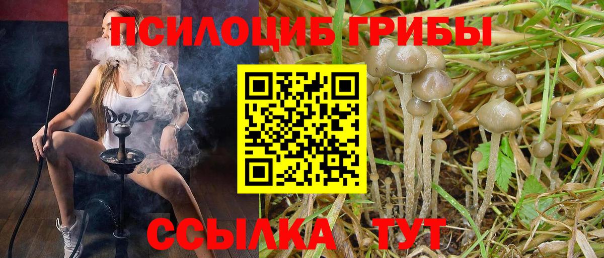 Галлюциногенные грибы Psilocybine cubensis  Вход с VPN  Ачхой-Мартан 